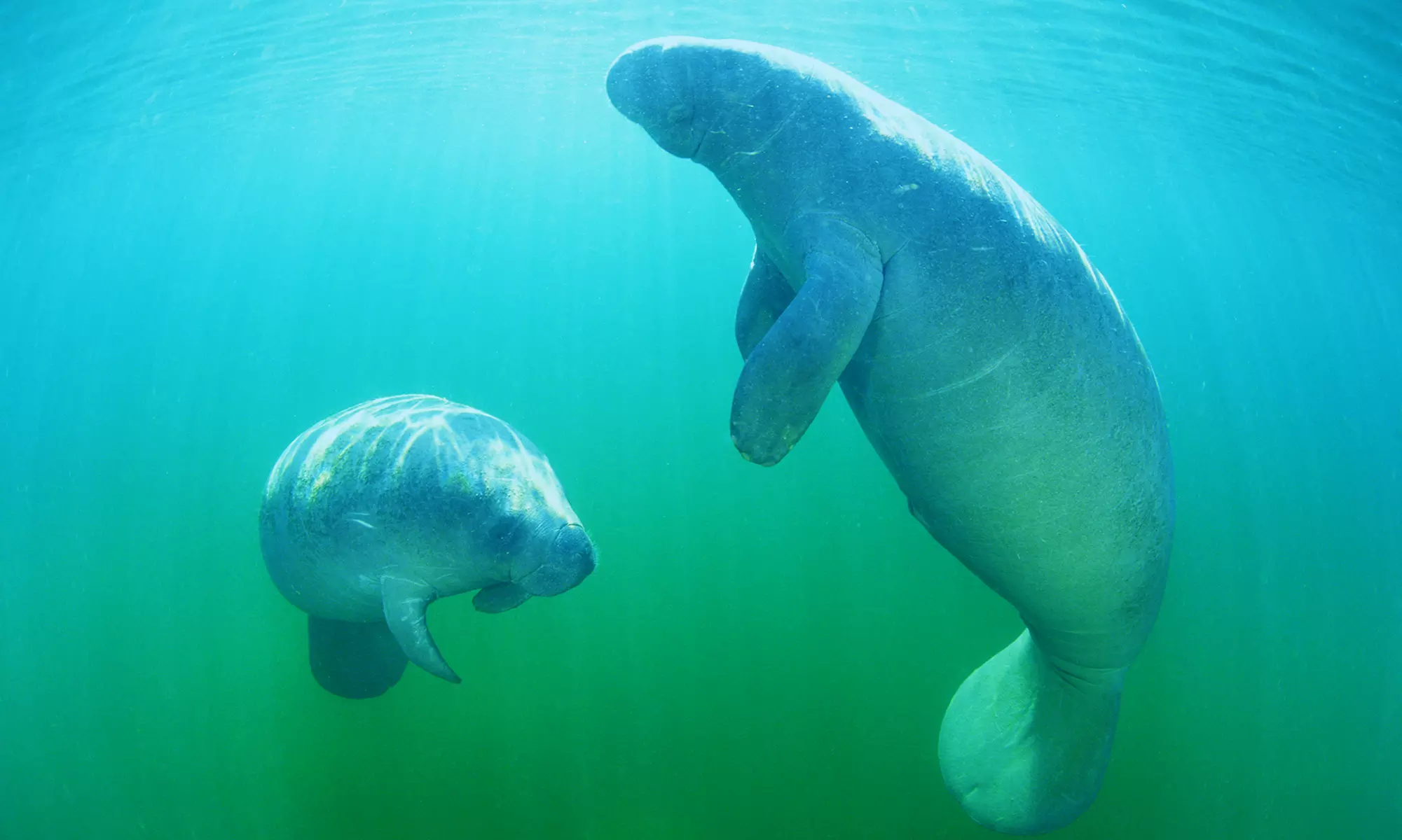 $30 for a Manatee Tour & Snorkel-Equipment Rental for One Adult from Manatee Tour and Snorkel ($49 Value)  - Primary Image
