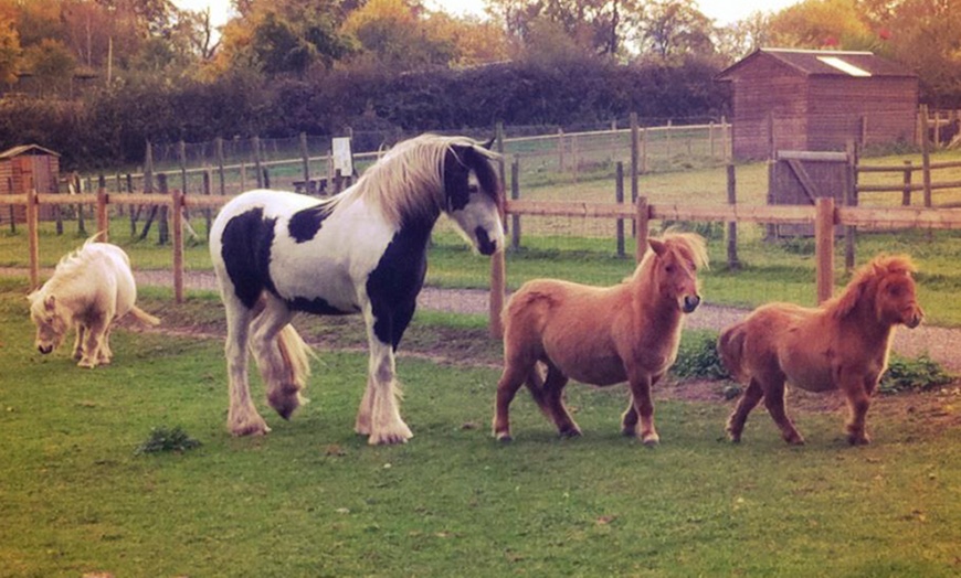 Image 12: Meet Father Christmas at Godstone Farm