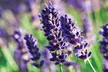 Up to Nine Fragrant English Lavender Hidcote Plug Plants - Image 5
