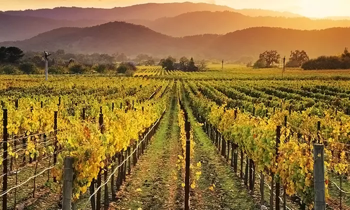 $124 for a Tour of Muir Woods or Wine Country for One at Napa Valley Wine Country Tours ($135 Value)   - Primary Image