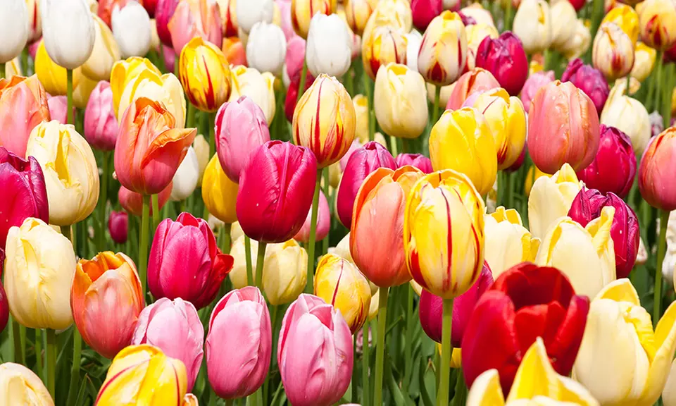 Pre-Order Holland's Best Tulips, 25 bulbs - Primary Image