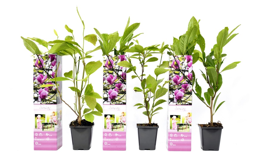 Image 12: Lot de 3 ou 6 plants de magnolia