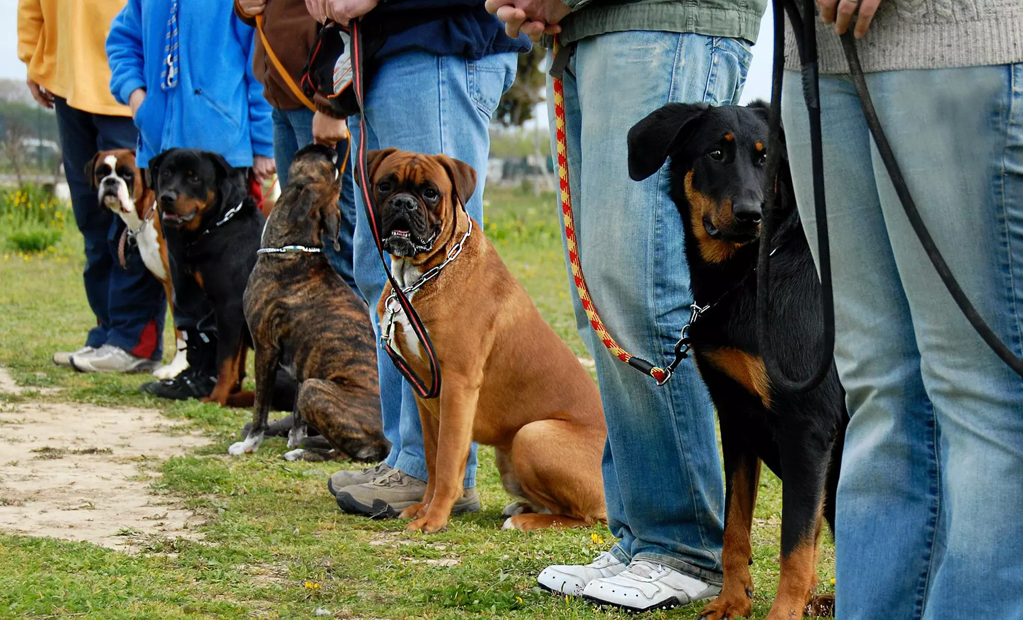 One Private Obedience-Training Session from Sit Means Sit Dog Training (50% Off) - Primary Image