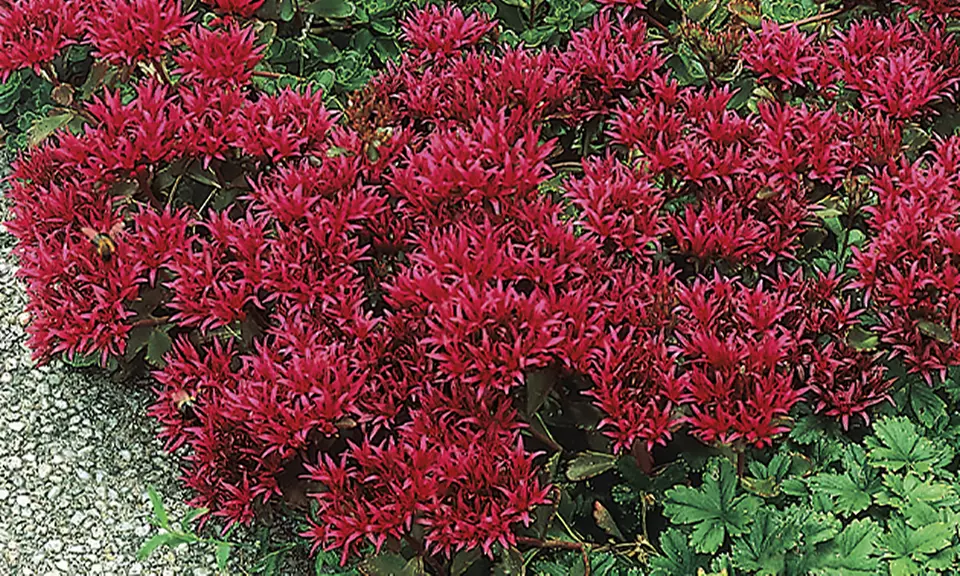 Red Creeping Sedum Bareroot Plants (5-Pack) - Primary Image