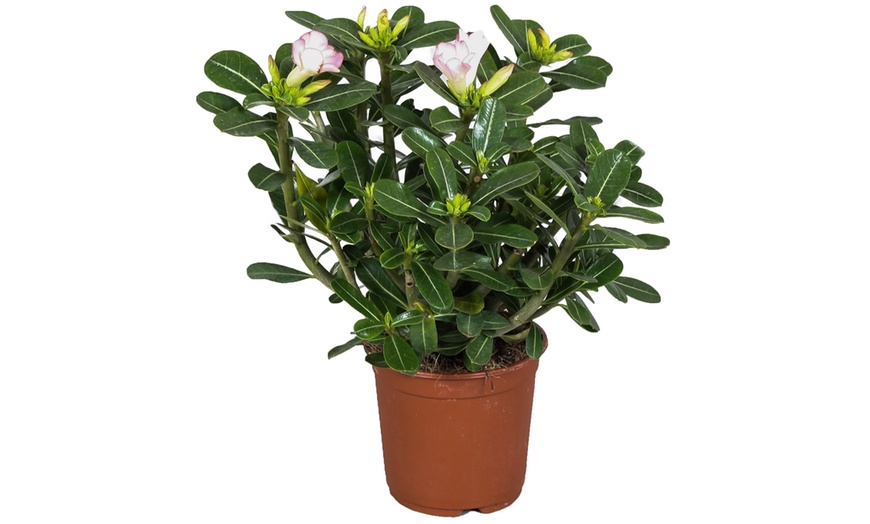 Image 4: 1 of 2 "Adenium" woestijnroos planten