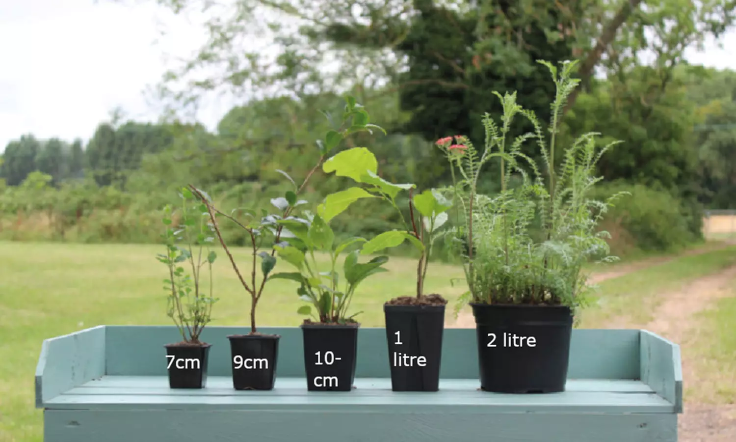 Pack of Six Penstemon Collection Potted Plants