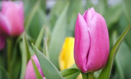 $20 for $40 Worth of Plants, Clothing, and More Merchandise at Art Knapp Urban Garden - Primary Image