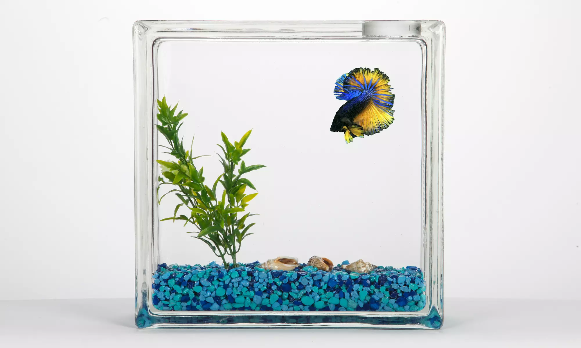 AquaBlock Betta Fish Aquarium - Second Medium