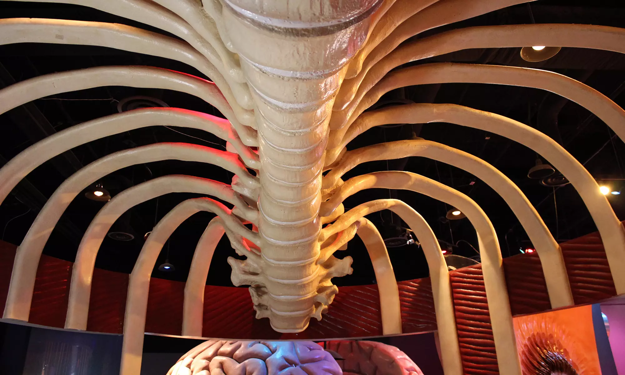 Membership and Admission Packages to The Health Museum (Up to 36% Off)  - Second Medium