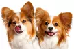 1-Hour Dog Photoshoot with Prints ($9), to Add Acrylic Block ($49) at Photographyroom (Up to $586 Value) - Image 7