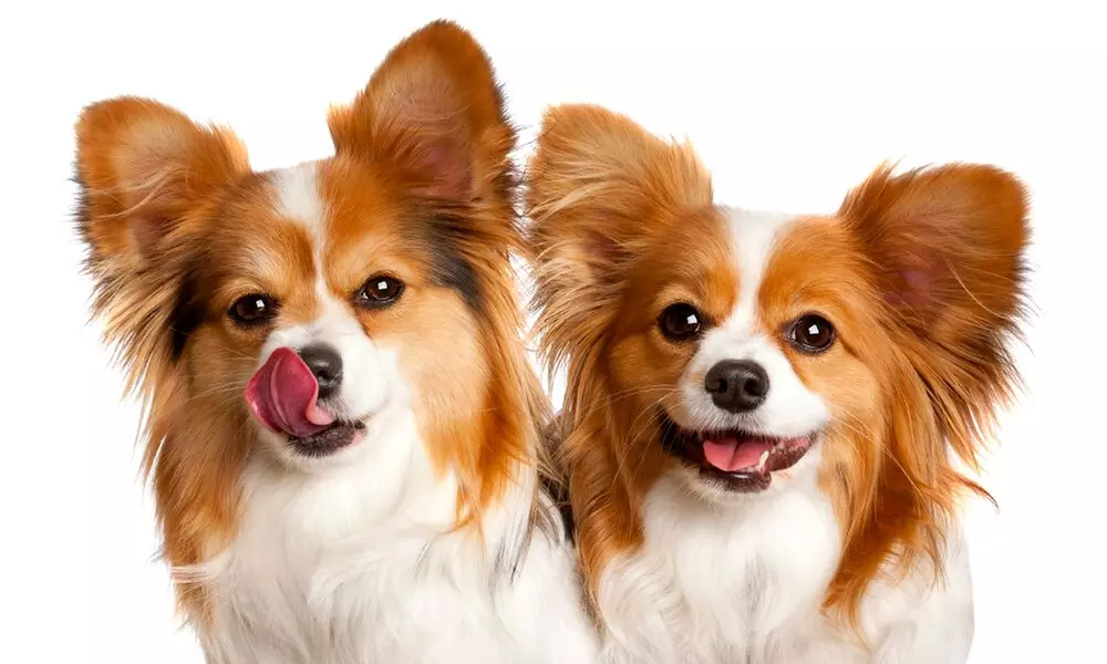 1-Hour Dog Photoshoot with Prints