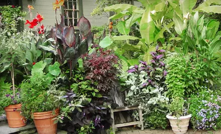 $25 for Admission and $10 Toward Plants at the Scott Associates' Plant Sale in Swarthmore ($50 Value) - Primary Image
