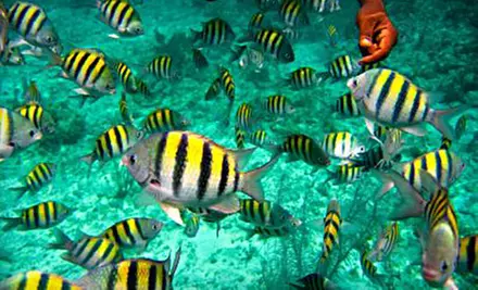 $16 for a Morning Snorkel Trip from Reef Roamer Catamaran in Key Largo (Up to $35.48 Value) - Primary Image
