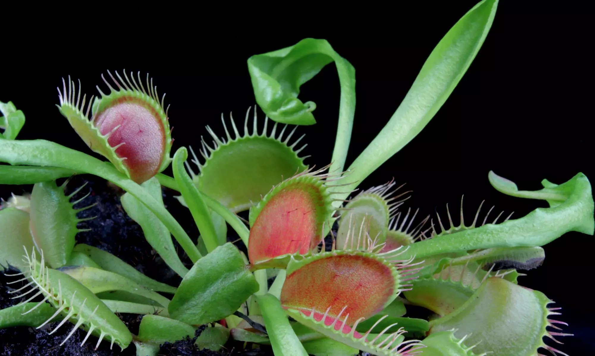 Carnivorous Plants (3-Pack) - Primary Image