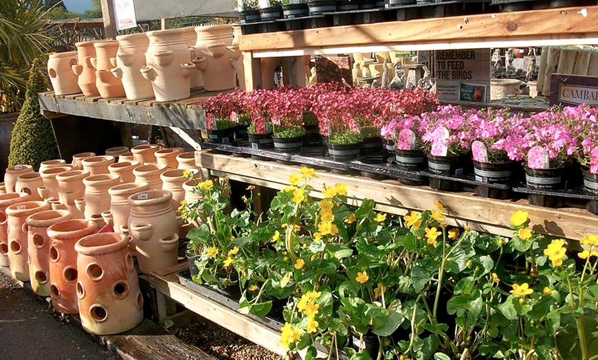 Carpenders Park Garden Centre in - Watford | Groupon