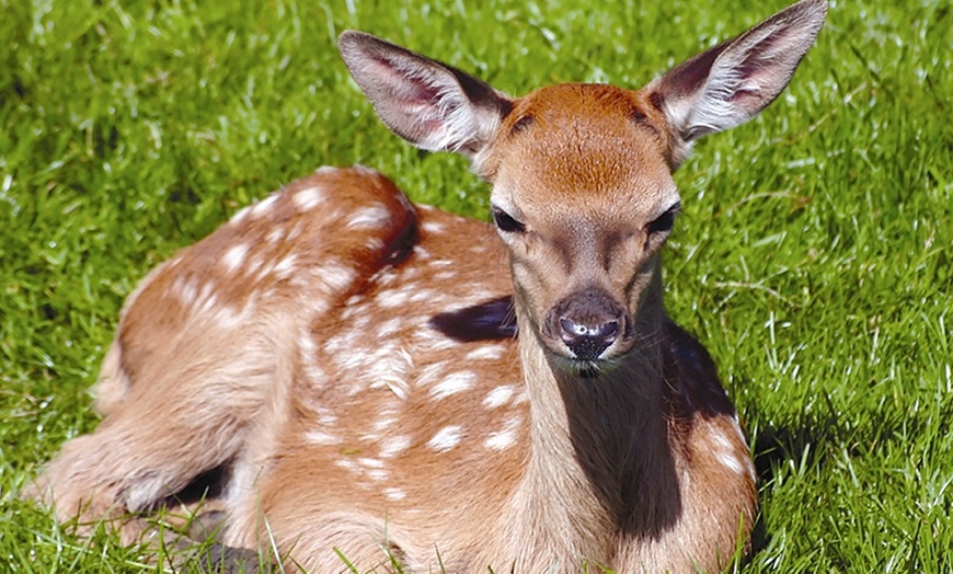 Image 2: Farm Entry and Deer Safari