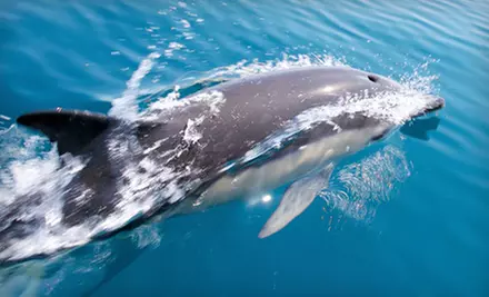 Two-Hour Dolphin Eco Tour for Two or Four from Botany Bay Ecotours in Edisto Beach (Up to 53% Off) - Primary Image