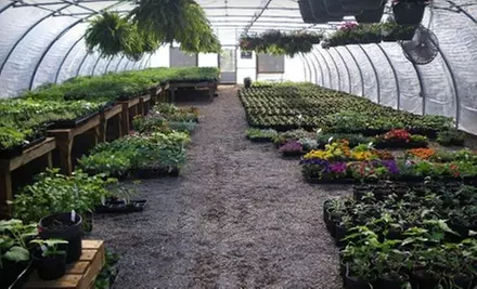 $10 for $20 Worth of Plants at The Green Thumb - Primary Image