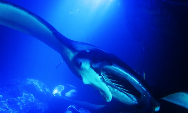 What to expect media