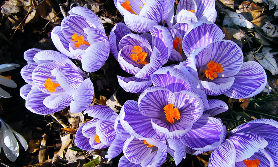 Pre-Order Spring Blooming Crocus, Hyacinth Bulbs, and More - Primary Image