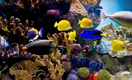 Two Admissions or a Family Membership to The Pier Aquarium in St. Petersburg - Primary Image