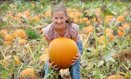 Two Children's Fun Passes and Apple Cider on Weekdays or Weekends at Applebarn Pumpkin Farm - Primary Image