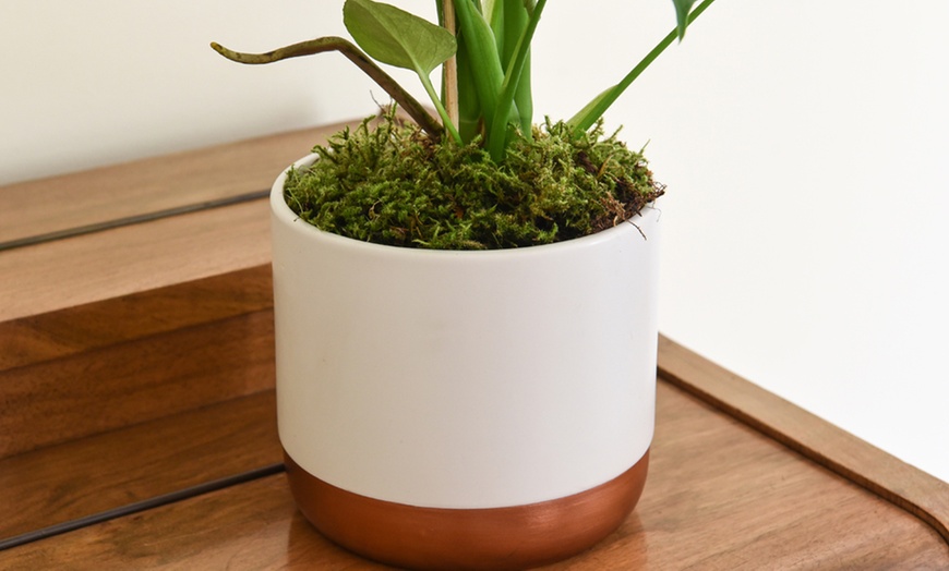 Image 2: Swiss Cheese Plant with Pot