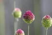 Spring-Blooming Flower Bulbs - Second Medium