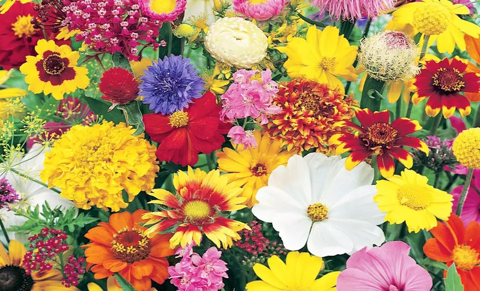 4-Pack Roll-Out Garden Kit with Flowers, Veggies, and Herbs﻿. Free Returns. - Second Medium