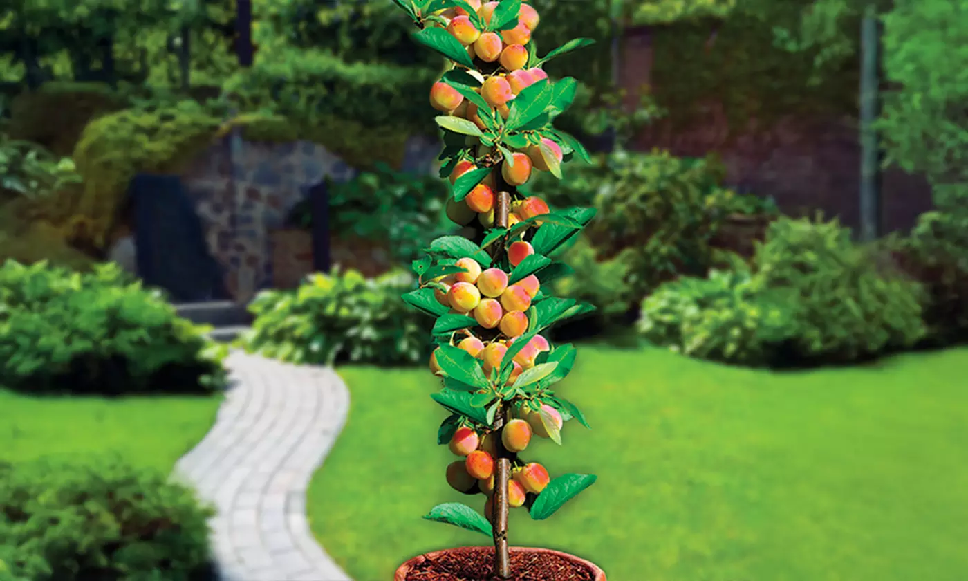 4er-, 6er-, 8er- oder 12er-Set selbstbefruchtende Säulen-Obstbäume