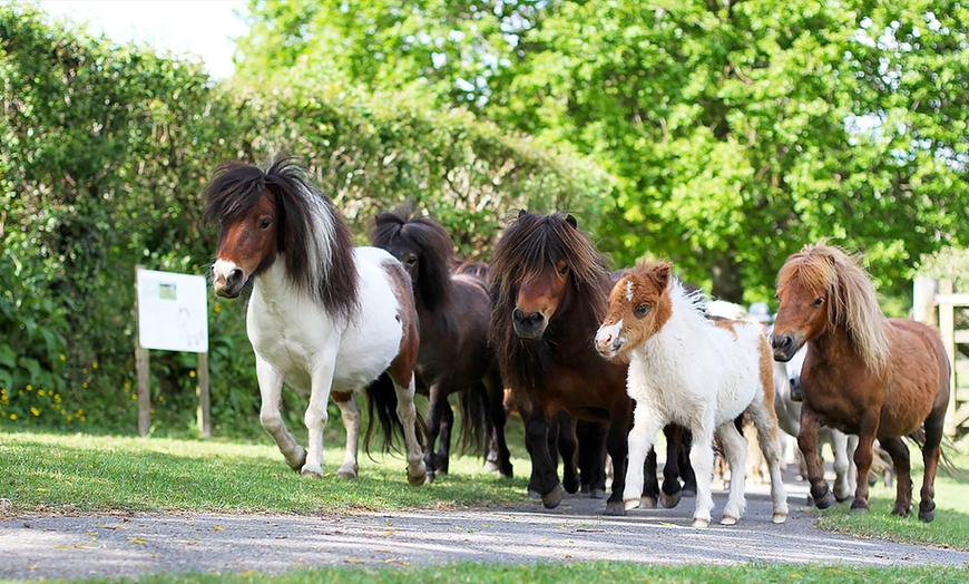 Image 3: Pony Centre, Entry For Two