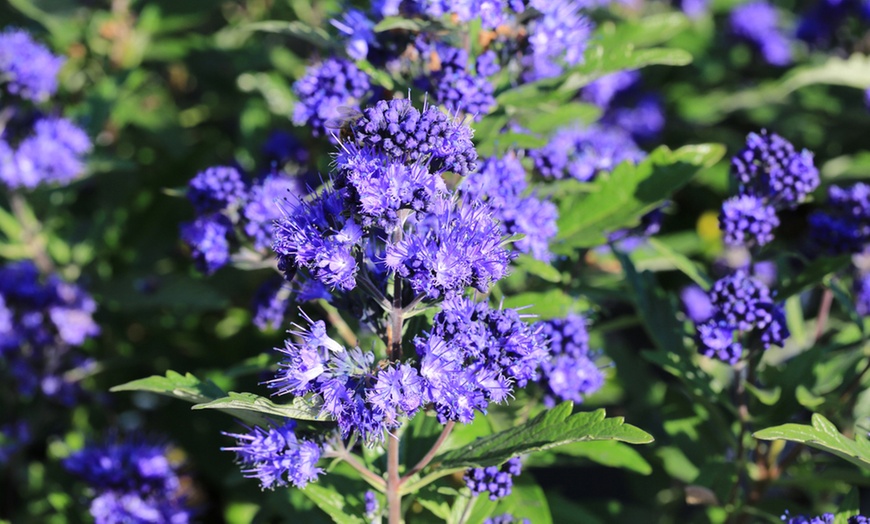 Image 5: Sun Loving Plant Collection - 5 or 10 Potted Plants