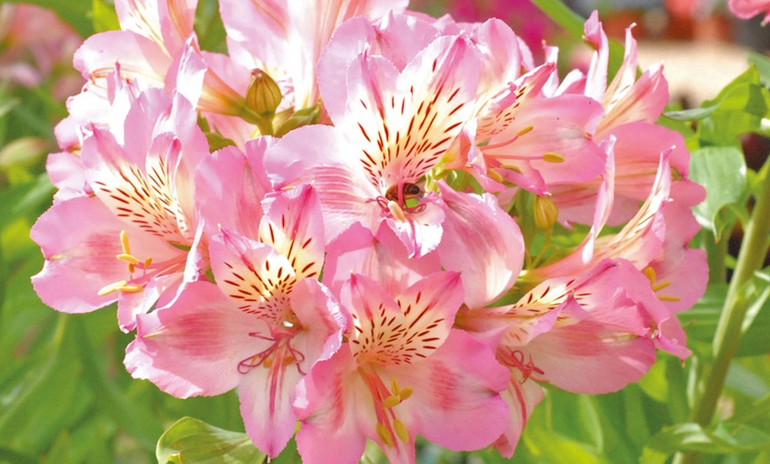 Image 3: Alstromeria Plants