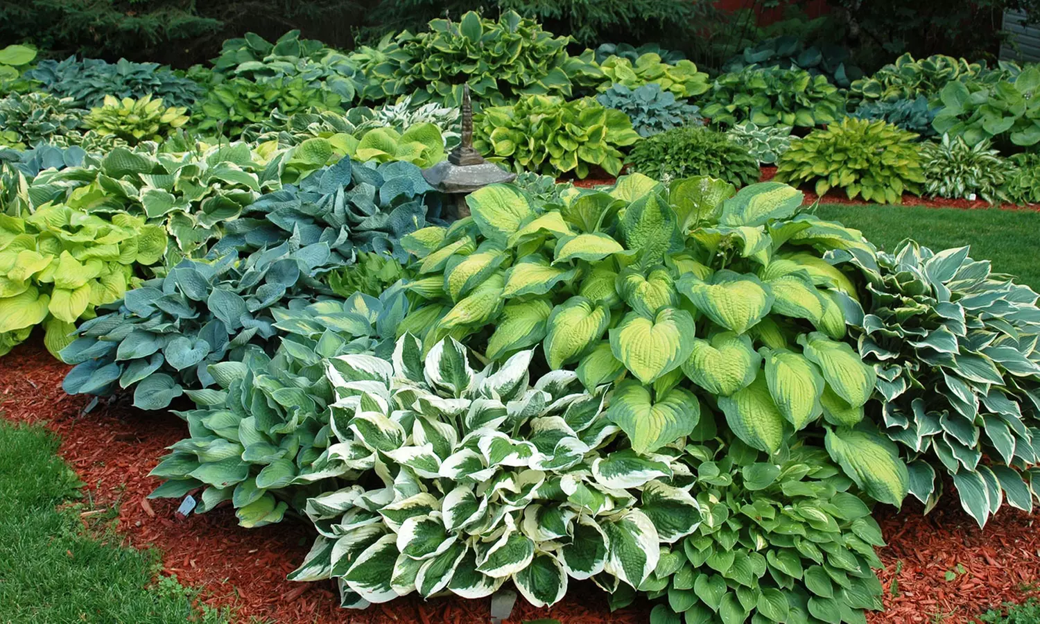 Hosta Fragrant Upright Bare Root Plant Mix (9 Plants) - Primary Image