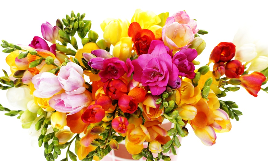 Image 1: Scented Freesia Mixed Colour Bulbs