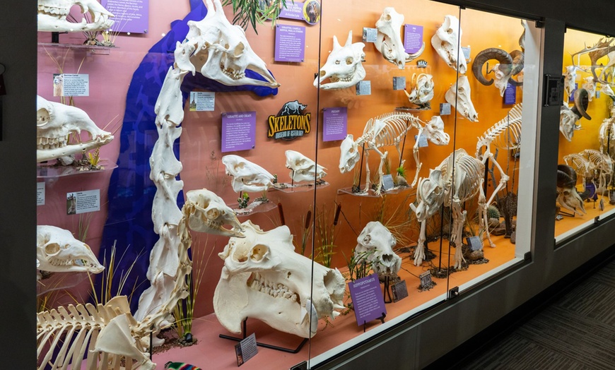 Admission for Four, or Six - Skeletons: Museum of Osteology | Groupon