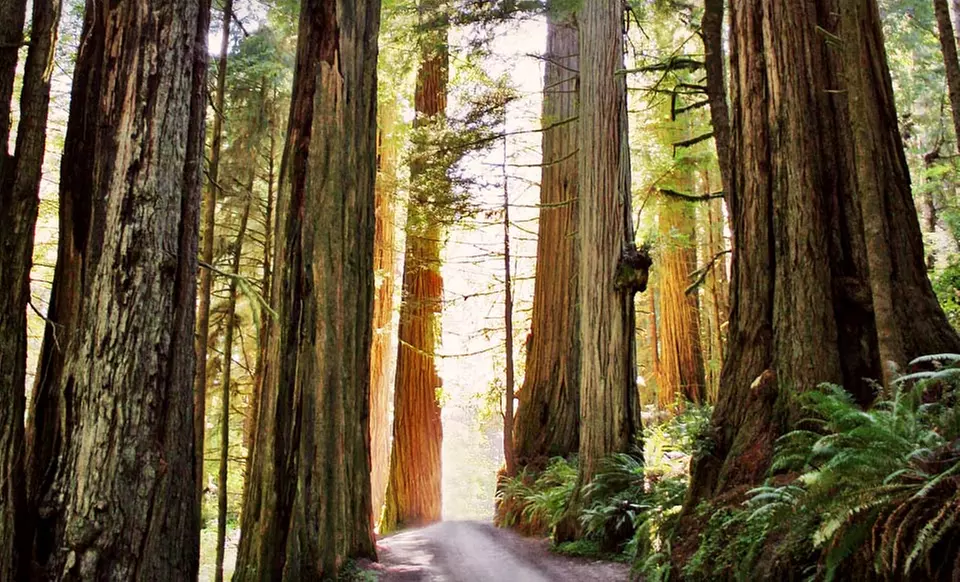 Two-Night Cabin Stay at The Redwoods RV Resort in Redwood National Forest - Primary Image