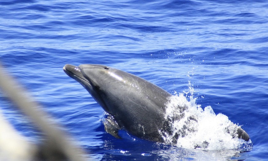 Image 4: Paseo en barco para avistamiento de cetáceos