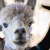 Image 4: Alpaca Encounters & Glamping Stay at Olde Life Alpacas