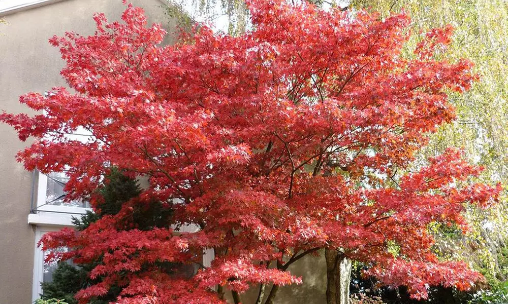 Pre-Order: Red-Leaved Japanese Maple Tree 3'–4' Bare Root Plant - Primary Image