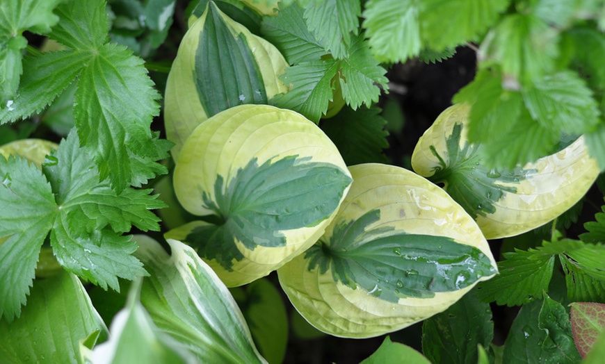 Image 2: 5 or 10 Hardy Hosta Collection Bare Roots