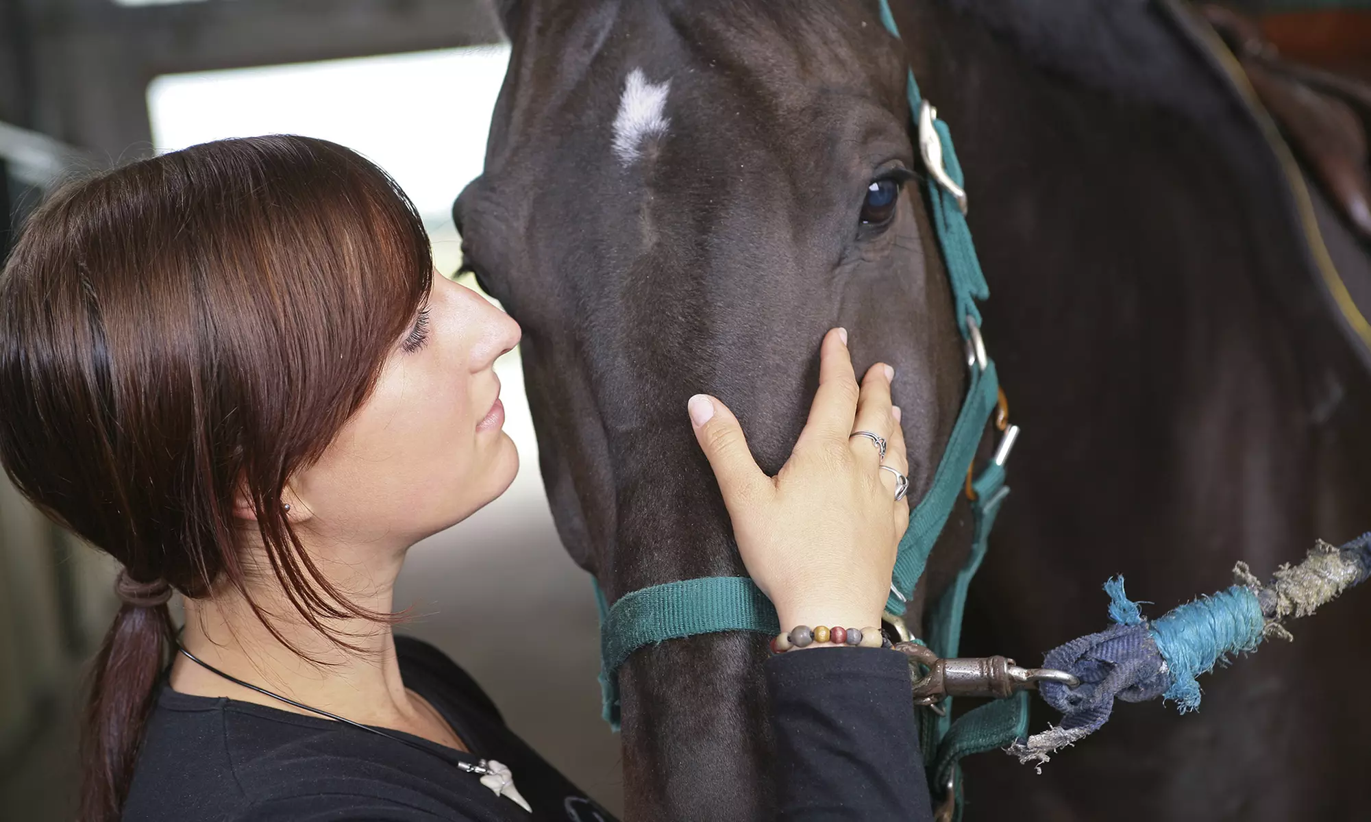 One or Three Dog or Horse Massages at Four Legged Family Massage Services LLC (Up to 56% Off) - Primary Image