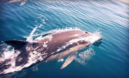 Boat Tour for One or Two or Private Charter from Wildlife and Eco Tours from San Francisco Whale Tours (Up to 53% Off) - Primary Image