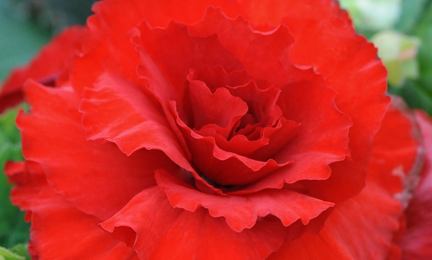 Image 4: 4 or 24 Begonia Giant Mixed Plants