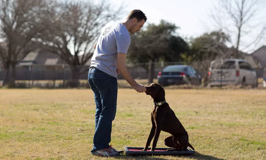 60-Minute In-Home Dog-Obedience Evaluation and Training from precision k9 work (39% Off) - Primary Image