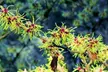 Single-Day Admission for Two, or One-Year Membership to the Horticulture Centre of the Pacific (Up to 53% Off) - Second Medium