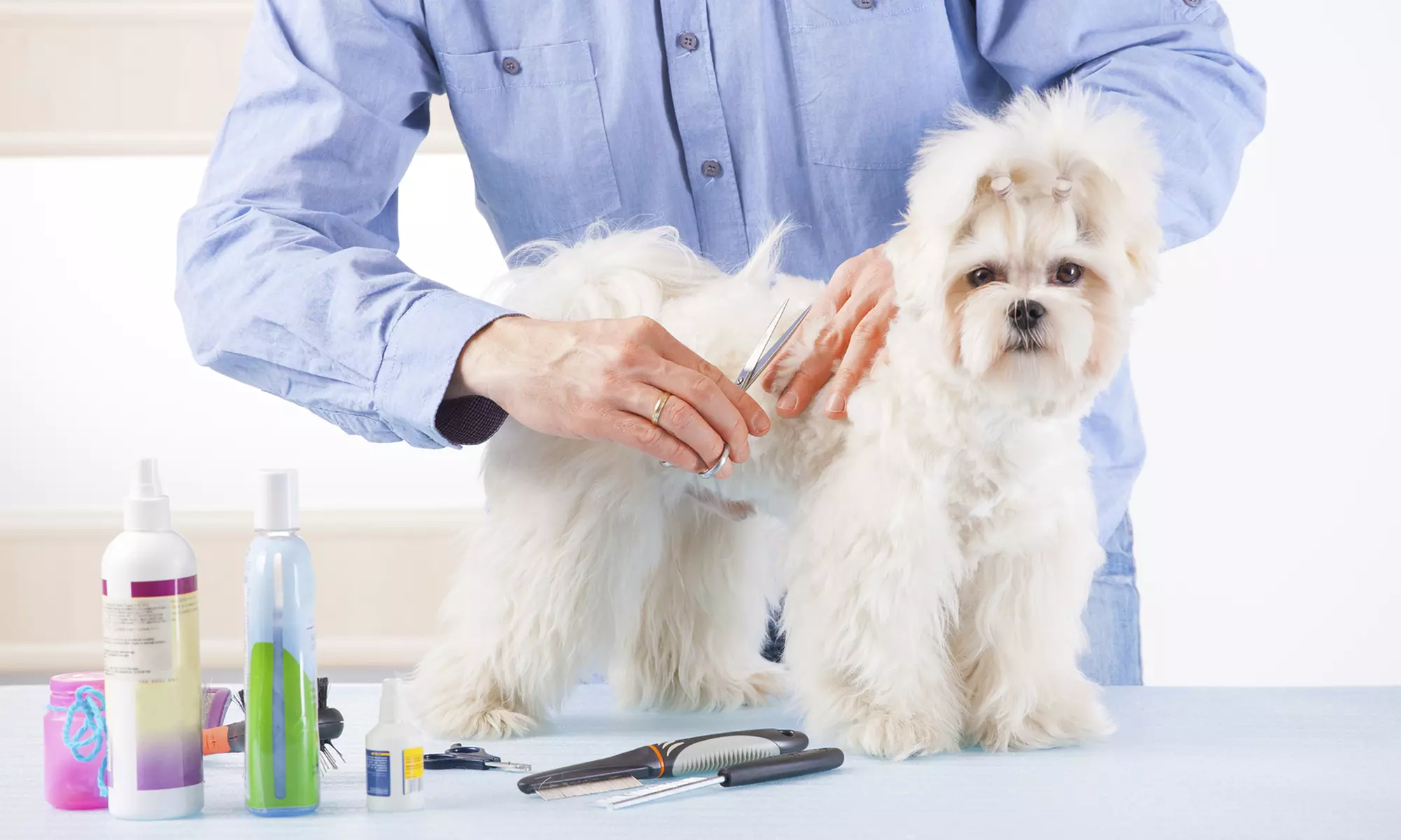 $19 for an Ultimate Guide to Dog-Grooming Course at Holly and Hugo ($175 Value) - Primary Image