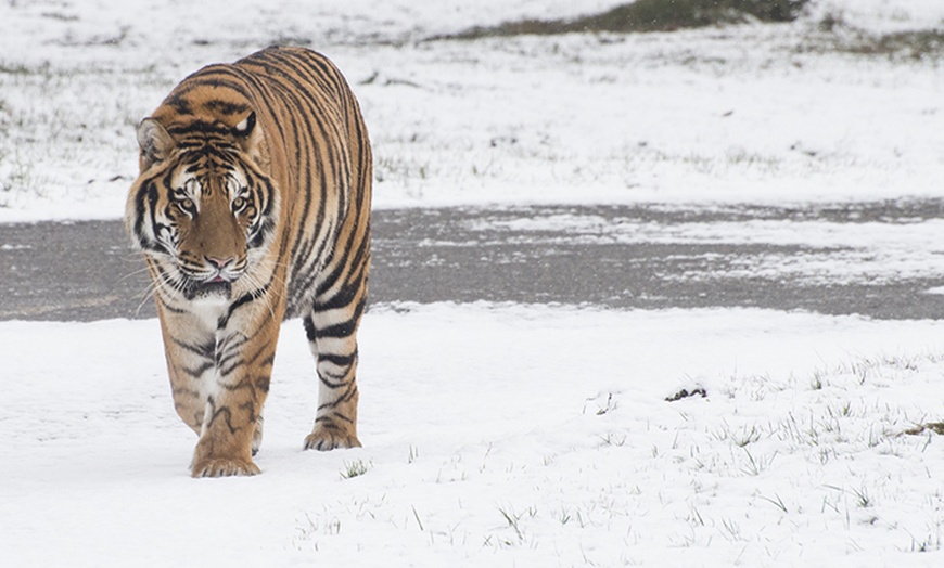 Image 17: Ingressi al Safari Park