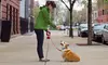 Two, Four, or Six 30-Minute Dog-Walking or Pet-Sitting Sessions from The Daily Dog (Up to 53% Off)