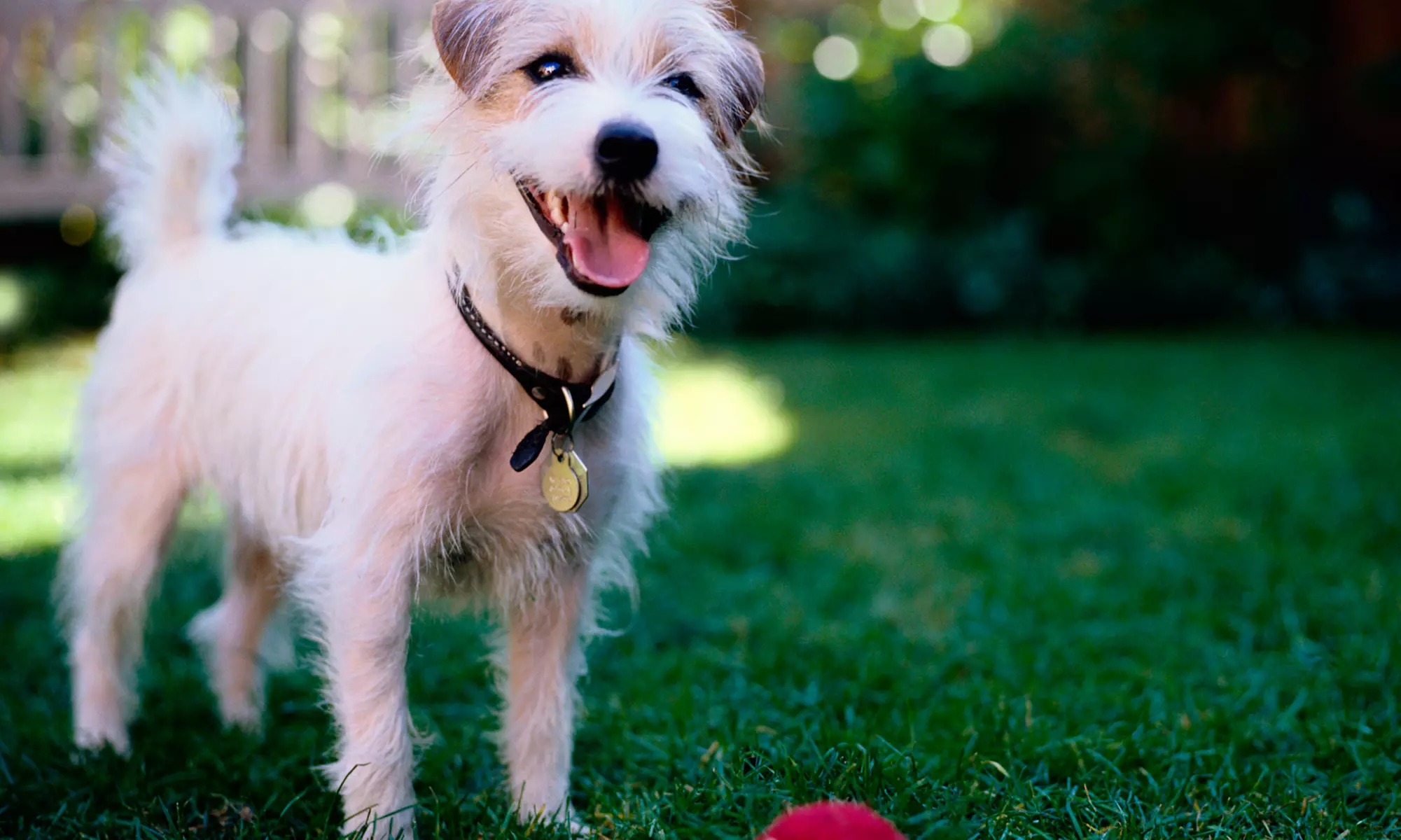$15 for $30 Worth of Pet Medicine and Supplies from PetCareRx - Primary Image